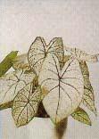 Caladium �zel ve kaliteli
