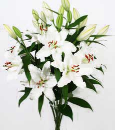  T�rkiye ucuz �i�ek g�nder  5 Beyaz lilyum kazablanka