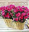  T�rkiye �i�ek g�nderme  Iki adet a�elya sepette