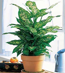  T�rkiye cicek , cicekci  Dieffenbachia saksi �i�egi