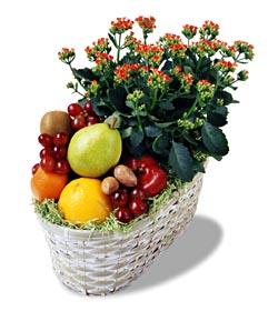  T�rkiye �i�ek ma�azas� , �i�ek�i adresleri  meyva sepeti ve kalanche