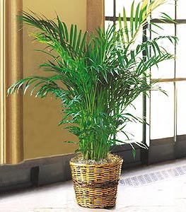  T�rkiye hediye �i�ek yolla  Areca Palm ithal kaliteli