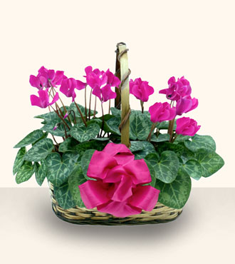  T�rkiye �i�ek sipari�i sitesi  Double Cyclamen sepette