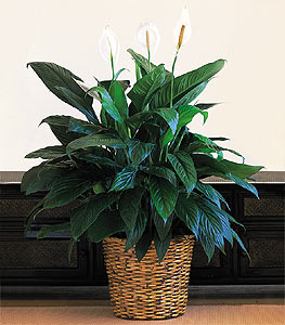  T�rkiye cicek , cicekci  Large Spathiphyllum