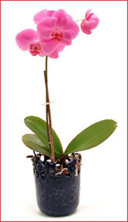  T�rkiye uluslararas� �i�ek g�nderme  Phalaenopsis Orchid Plant