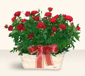  T�rkiye �i�ek ma�azas� , �i�ek�i adresleri  11 adet kirmizi g�l sepette