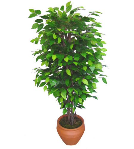Ficus Benjamin 1,50 cm   Trkiye iek siparii vermek 