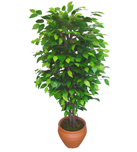 Ficus Benjamin 1,50 cm   T�rkiye �i�ek sipari�i vermek 