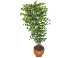 Ficus zel Starlight 1,75 cm   Trkiye iek siparii sitesi 