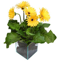 9 adet gerbera �i�egi ve cam tanzim  T�rkiye �i�ek sipari�i sitesi 
