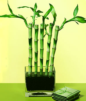  T�rkiye �i�ek sipari�i vermek  Good Harmony Lucky Bamboo camda