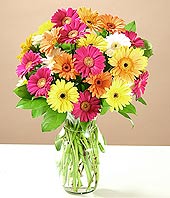  T�rkiye cicek , cicekci  17 adet karisik gerbera