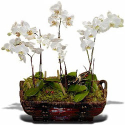  Trkiye nternetten iek siparii  Sepet ierisinde saksi canli 3 adet orkide