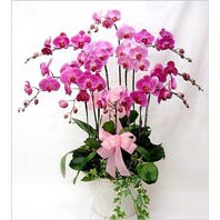  Trkiye internetten iek sat  3 adet saksi orkide  - ithal cins -