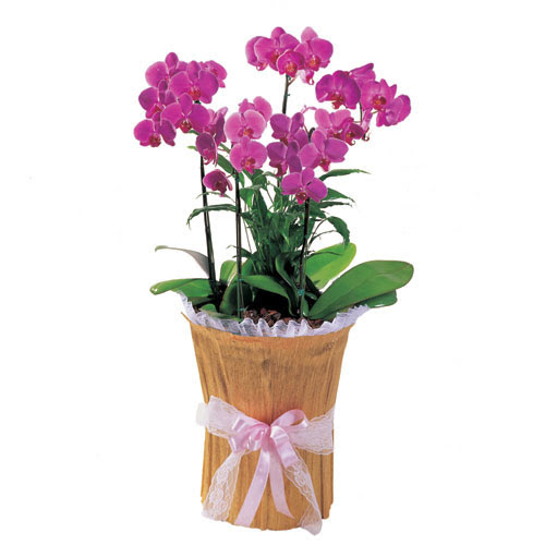  Trkiye hediye iek yolla  saksi iierisinde 3 dal orkide