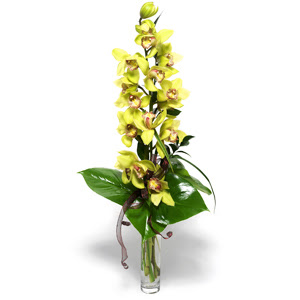  Trkiye gvenli kaliteli hzl iek  1 dal orkide iegi - cam vazo ierisinde -