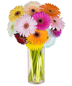  T�rkiye ucuz �i�ek g�nder  Farkli renklerde 15 adet gerbera �i�egi