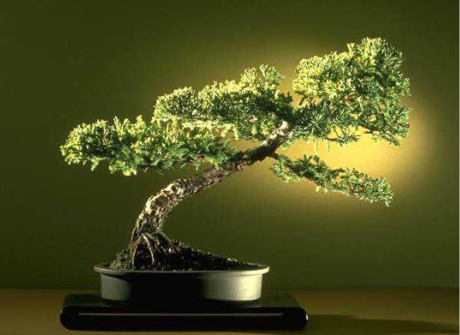 ithal bonsai saksi �i�egi  T�rkiye �i�ek g�nderme 