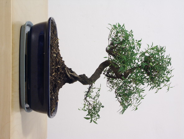 ithal bonsai saksi iegi  Trkiye hediye iek yolla 
