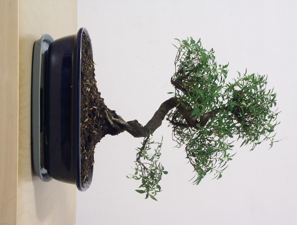 ithal bonsai saksi �i�egi  T�rkiye hediye �i�ek yolla 