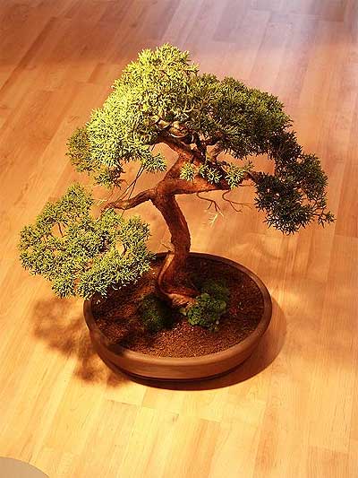 ithal bonsai saksi �i�egi  T�rkiye uluslararas� �i�ek g�nderme 