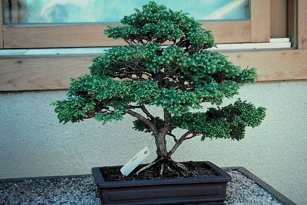 ithal bonsai saksi iegi  Trkiye internetten iek siparii 