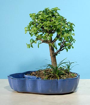ithal bonsai saksi �i�egi  T�rkiye �i�ek , �i�ek�i , �i�ek�ilik 