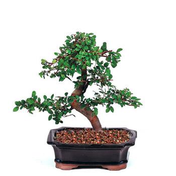 ithal bonsai saksi �i�egi  T�rkiye hediye �i�ek yolla 