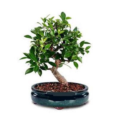 ithal bonsai saksi �i�egi  T�rkiye �i�ek�i telefonlar� 