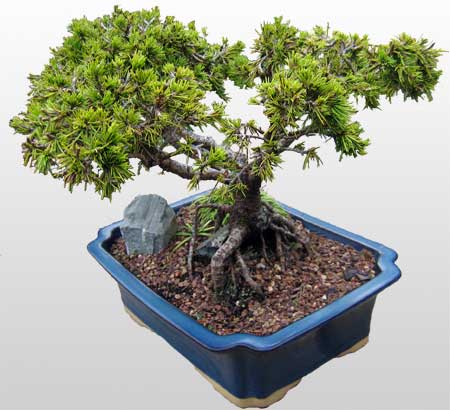 ithal bonsai saksi �i�egi  T�rkiye �i�ek g�nderme 
