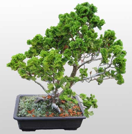 ithal bonsai saksi �i�egi  T�rkiye �i�ek ma�azas� , �i�ek�i adresleri 