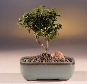  T�rkiye g�venli kaliteli h�zl� �i�ek  ithal bonsai saksi �i�egi  T�rkiye �i�ek sat��� 