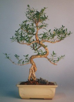 T�rkiye �i�ek yolla , �i�ek g�nder , �i�ek�i   ithal bonsai saksi �i�egi  T�rkiye hediye �i�ek yolla 