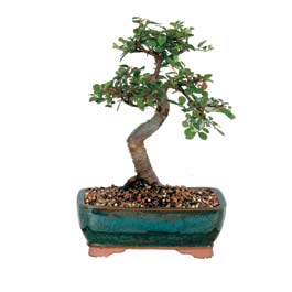  T�rkiye �i�ek yolla  ithal bonsai saksi �i�egi  T�rkiye kaliteli taze ve ucuz �i�ekler 