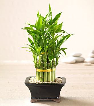 Lucky Bamboo saksi �i�egi  T�rkiye �i�ek sat��� 