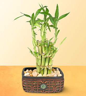 Lucky Bamboo  saksi �i�egi  T�rkiye �i�ek�i ma�azas� 