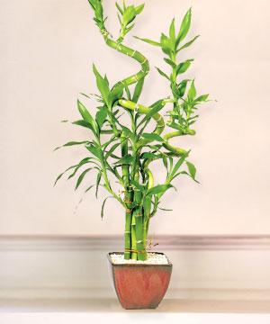 Lucky Bamboo sans melegi �i�egi  T�rkiye �i�ek�i ma�azas� 