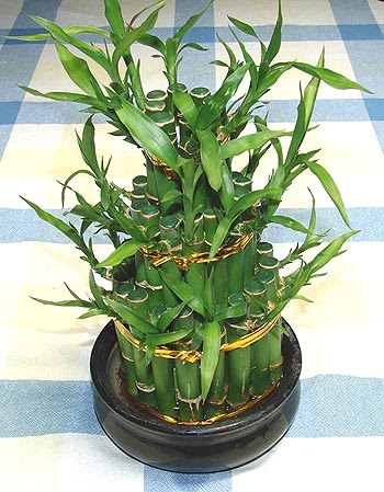 Lucky Bamboo sans melegi �i�egi  T�rkiye �i�ek , �i�ek�i , �i�ek�ilik 