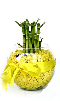 cam fanus i�erisinde bambo  T�rkiye �i�ek sat��� 