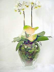 Trkiye iek yolla , iek gnder , ieki   Cam yada mika vazoda zel orkideler