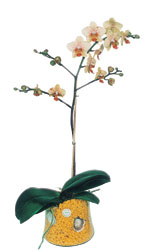  Trkiye ieki maazas  Phalaenopsis Orkide ithal kalite