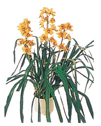  T�rkiye �i�ek , �i�ek�i , �i�ek�ilik  Orchiede ithal b�y�k boy saksi