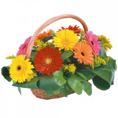 sepet i�erisinde 11 adet gerbera  T�rkiye �i�ek sat��� 