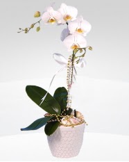1 dall orkide saks iei  Trkiye iek online iek siparii 