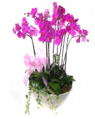 9 dal orkide saks iei  Trkiye anneler gn iek yolla 