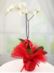 1 dal beyaz orkide saks iei  Trkiye hediye sevgilime hediye iek 