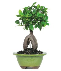 Bonsai saks� �i�e�i  T�rkiye �i�ek�i telefonlar� 