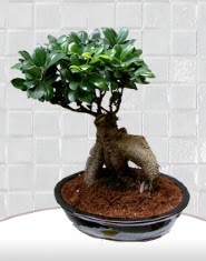 saks iei japon aac bonsai  Trkiye 14 ubat sevgililer gn iek 