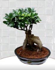 saks� �i�e�i japon a�ac� bonsai  T�rkiye 14 �ubat sevgililer g�n� �i�ek 