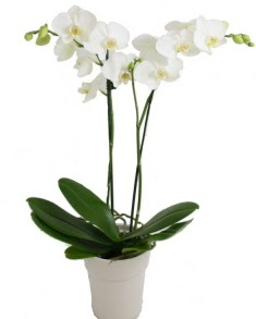 2 dall beyaz orkide  Trkiye iekiler 